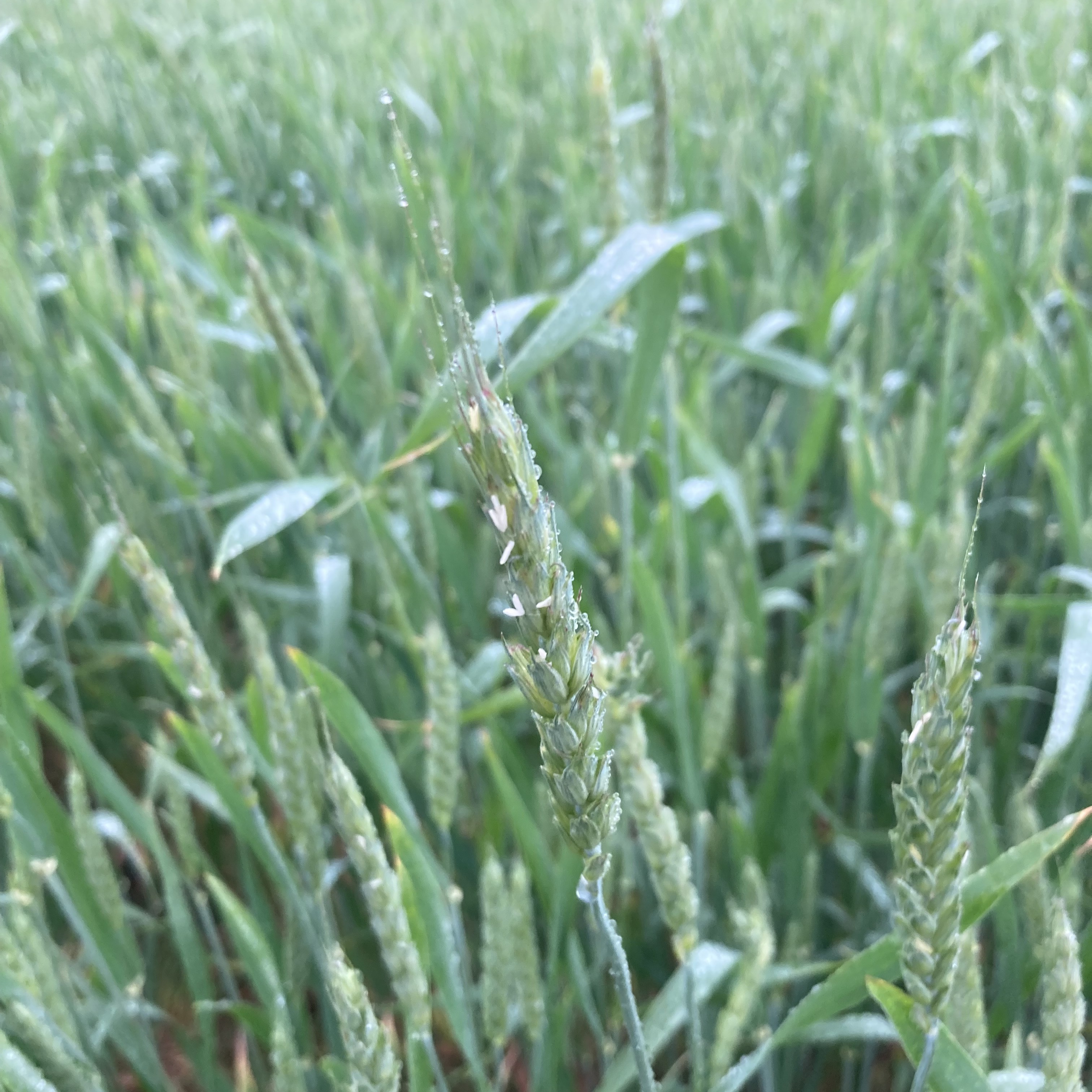 Wheat flowering sw mi .jpg